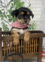 Versace, a male Yorkshire Terrier and Shorkie for sale in Sellersburg, IN – Photo 7 of 10