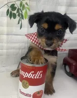 Versace, a male Yorkshire Terrier and Shorkie for sale in Sellersburg, IN – Photo 5 of 10