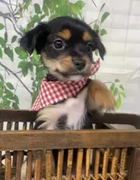 Versace, a male Yorkshire Terrier and Shorkie for sale in Sellersburg, IN – Photo 6 of 10