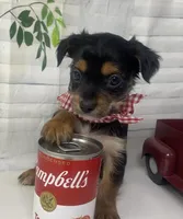 Versace, a male Yorkshire Terrier and Shorkie for sale in Sellersburg, IN – Photo 9 of 10