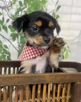 Versace, a male Yorkshire Terrier and Shorkie for sale in Sellersburg, IN – Photo 2 of 10