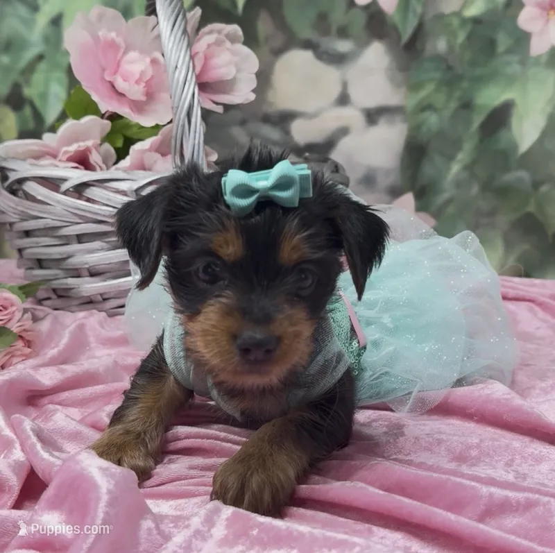 Nala – Yorkshire Terrier, Shorkie puppy for sale in Sellersburg, IN