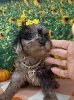 Bella - silver merle , a female Yorkipoo and Yorkshire Terrier for sale in Sellersburg, IN – 3 of 10