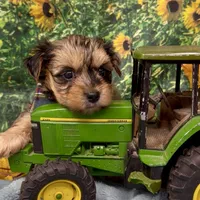 Rocco - blue merle, a male Yorkshire Terrier and Shorkie for sale in Sellersburg, IN – 3 of 9