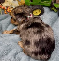 Rocco - blue merle, a male Yorkshire Terrier and Shorkie for sale in Sellersburg, IN – 5 of 9