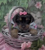 Princess , a female Yorkshire Terrier and Shorkie for sale in Sellersburg, IN – 7 of 10