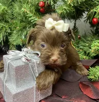 Mercedes, a female Yorkshire Terrier and Shorkie for sale in Sellersburg, IN – Photo 2 of 5