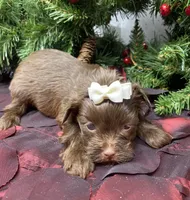 Mercedes, a female Yorkshire Terrier and Shorkie for sale in Sellersburg, IN – Photo 5 of 5