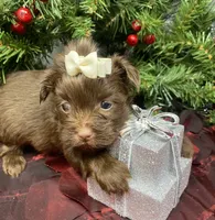 Mercedes, a female Yorkshire Terrier and Shorkie for sale in Sellersburg, IN – Photo 4 of 5