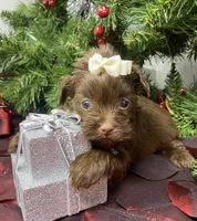 Mercedes, a female Yorkshire Terrier and Shorkie for sale in Sellersburg, IN – Photo 1 of 5