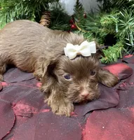 Mercedes, a female Yorkshire Terrier and Shorkie for sale in Sellersburg, IN – Photo 3 of 5