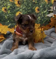 Blue merle 2 - green eyes , a male Yorkshire Terrier and Shorkie for sale in Sellersburg, IN – 6 of 9