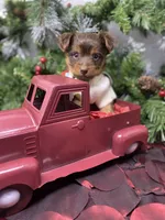 Tiny St. Nick, a male Yorkshire Terrier and Shorkie for sale in Sellersburg, IN – Photo 3 of 9