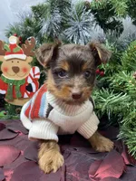 Tiny St. Nick, a male Yorkshire Terrier and Shorkie for sale in Sellersburg, IN – Photo 5 of 9