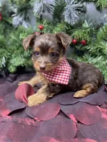 Tiny St. Nick, a male Yorkshire Terrier and Shorkie for sale in Sellersburg, IN – Photo 2 of 9
