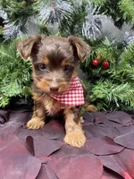 Tiny St. Nick, a male Yorkshire Terrier and Shorkie for sale in Sellersburg, IN – Photo 4 of 9
