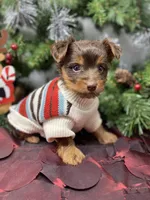 Tiny St. Nick, a male Yorkshire Terrier and Shorkie for sale in Sellersburg, IN – Photo 6 of 9