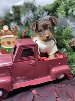 Tiny St. Nick, a male Yorkshire Terrier and Shorkie for sale in Sellersburg, IN – Photo 1 of 9