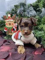 Tiny St. Nick, a male Yorkshire Terrier and Shorkie for sale in Sellersburg, IN – Photo 8 of 9