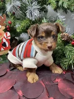 Tiny St. Nick, a male Yorkshire Terrier and Shorkie for sale in Sellersburg, IN – Photo 9 of 9