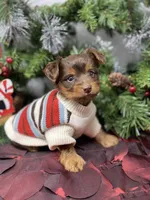 Tiny St. Nick, a male Yorkshire Terrier and Shorkie for sale in Sellersburg, IN – Photo 7 of 9