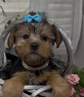 Layla, a female Yorkshire Terrier and Shorkie for sale in Sellersburg, IN – 9 of 10