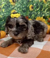 Bella - silver merle , a female Yorkipoo and Yorkshire Terrier for sale in Sellersburg, IN – 4 of 10