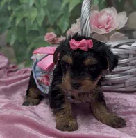 Ophelia, a female Yorkshire Terrier and Shorkie for sale in Sellersburg, IN – 5 of 6