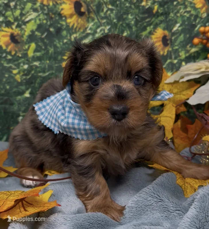 Blue Merle -hazel eyes – Yorkshire Terrier, Shorkie puppy for sale in Sellersburg, IN