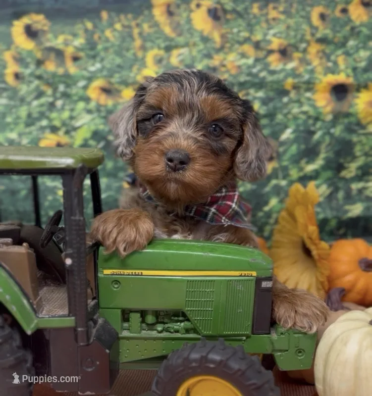 Roadie - silver (blue) merle – Yorkipoo, Yorkshire Terrier puppy for sale in Sellersburg, IN