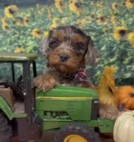 Roadie - silver (blue) merle, a male Yorkipoo and Yorkshire Terrier for sale in Sellersburg, IN – 1 of 10