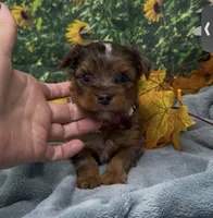 Blue merle 2 - green eyes , a male Yorkshire Terrier and Shorkie for sale in Sellersburg, IN – 3 of 9
