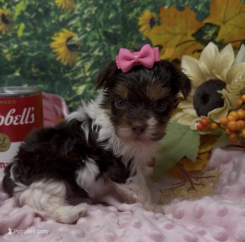 Teacup Jasmine  – Yorkshire Terrier, Shorkie puppy for sale in Sellersburg, IN
