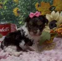 Teacup Jasmine , a female Yorkshire Terrier and Shorkie for sale in Sellersburg, IN – 6 of 7