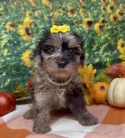 Bella - silver merle , a female Yorkipoo and Yorkshire Terrier for sale in Sellersburg, IN – 7 of 10