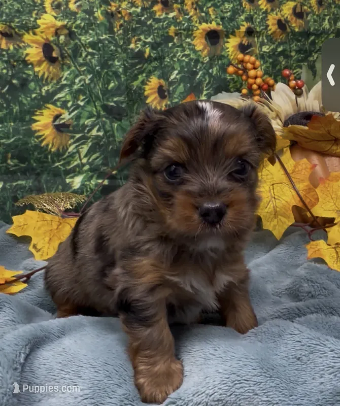 Blue merle 2 - green eyes  – Yorkshire Terrier, Shorkie puppy for sale in Sellersburg, IN