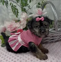 Prada, a female Yorkshire Terrier and Shorkie for sale in Sellersburg, IN – 5 of 5