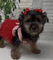 Prada, a female Yorkshire Terrier and Shorkie for sale in Sellersburg, IN – 4 of 10