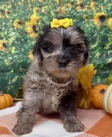 Bella - silver merle , a female Yorkipoo and Yorkshire Terrier for sale in Sellersburg, IN – 5 of 10