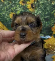 Blue Merle -hazel eyes, a male Yorkshire Terrier and Shorkie for sale in Sellersburg, IN – 4 of 10