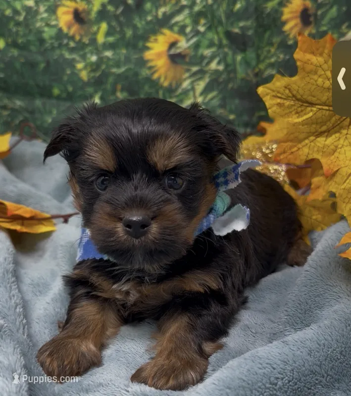 Teddy Bear – Yorkshire Terrier, Shorkie puppy for sale in Sellersburg, IN