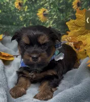 Teddy Bear, a male Yorkshire Terrier and Shorkie for sale in Sellersburg, IN – 1 of 7