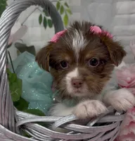 Poppy, a female Yorkshire Terrier and Shorkie for sale in Sellersburg, IN – 3 of 5