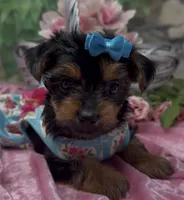 Bella, a female Yorkshire Terrier and Shorkie for sale in Sellersburg, IN – 4 of 10