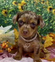 Ophelia - chocolate merle (red), a female Yorkshire Terrier and Shorkie for sale in Sellersburg, IN – 1 of 6