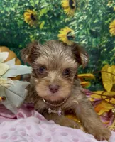 Godiva - Chocolate merle, a female Yorkshire Terrier and Shorkie for sale in Sellersburg, IN – 5 of 6