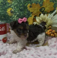 Teacup Jasmine , a female Yorkshire Terrier and Shorkie for sale in Sellersburg, IN – 2 of 7