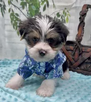 Harley, a male Yorkshire Terrier and Shorkie for sale in Sellersburg, IN – 6 of 10