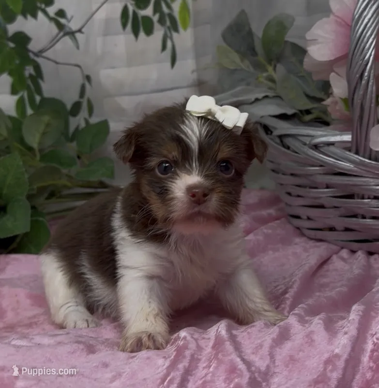 Poppy – Yorkshire Terrier, Shorkie puppy for sale in Sellersburg, IN
