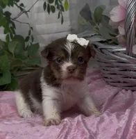 Poppy, a female Yorkshire Terrier and Shorkie for sale in Sellersburg, IN – 1 of 5